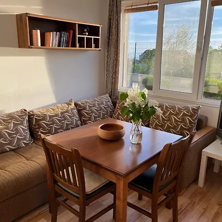 Summer Rose By The Sea